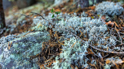 A detailed view of a rock adorned with lichen and pine needles in nature