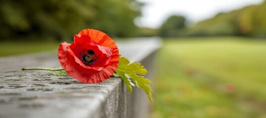 Paying tribute to fallen heroes  close up of a red poppy resting on a somber war memorial