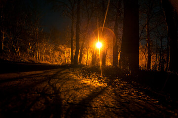 Mystical nighttime forest path illuminated by warm glow