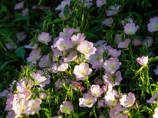 道端に咲いたヒルザキツキミソウ