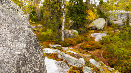 A rock in a forest with trees in the background, surrounded by natural beauty