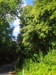 Camino en la naturaleza