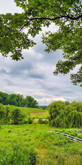 field and trees with cloudy sky