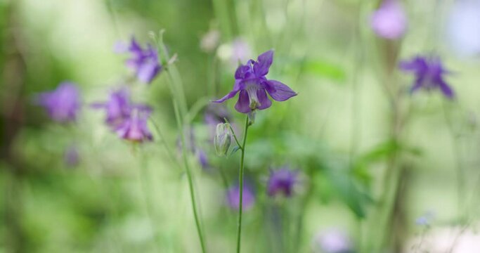 Purple flowers in the garden in slowmotion 