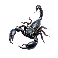 hand drawn scorpion isolated