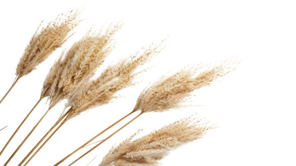 Pampas Grass Flower Dried