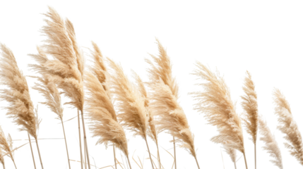 Pampas Grass Flower Dried