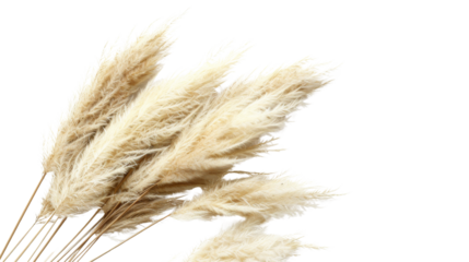 Pampas Grass Flower Dried