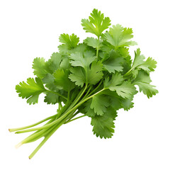 Chopped green cilantro leaves on transparent background