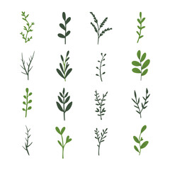 Vector designer elements set collection of green forest fern, tropical green eucalyptus greenery art foliage natural leaves herbs. Decorative beauty elegant illustration for design