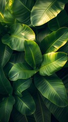 Banana leaves in the sun, overhead shooting angle, small and fresh tone, giving people a summer feeling