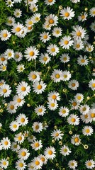 Wallpaper seamless background of field of daisies in spring