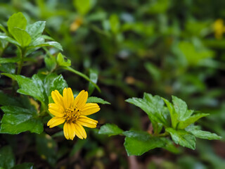 beautiful wild wedelia flower yellow varient