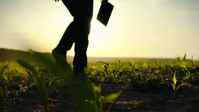 At sunset, a farmer with a tablet in his hands walks through a field of corn. A farmer's agricultural holding is surrounded by young green stems. He inspects the growing process of corn cobs