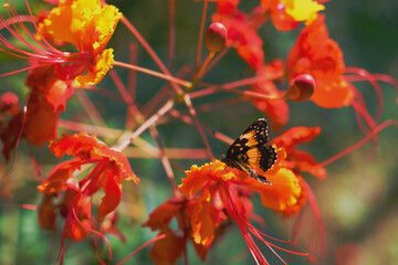 Pride of Barbados