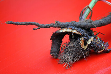 root system from comfrey