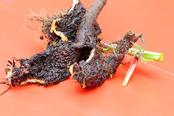 Fototapeta premium root system from comfrey