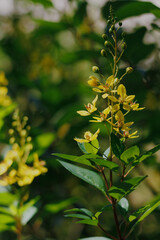 Obraz premium Golden Thryallis