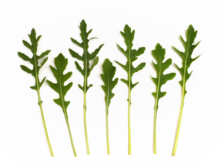 ハーブ　セルバチコ