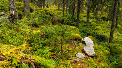 A large rock in the center of a green forest surrounded by plants