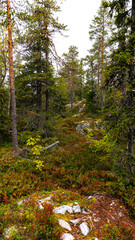 Fototapeta premium Forest with trees, rocks, landscape, plant life, features