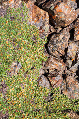 Plants and stones. Background, Pattern, Texture. Tien Shan, Kyrgyzstan