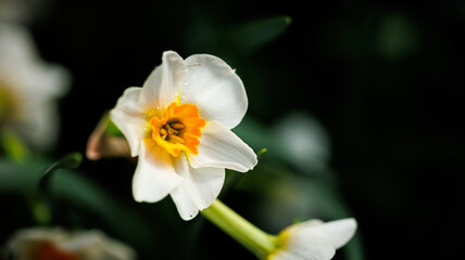 Detailed view of a white flower with vibrant yellow center