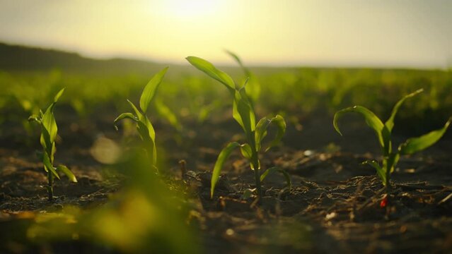 Panoramic view of corn fields covered with young ears. In the background is a corn field in the sunset light. Modern agribusiness technologies promote sustainable food production.