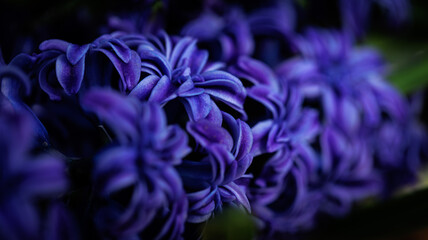 Purple flowers with water droplets, creating a captivating sight