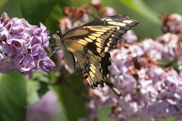 Swallowtail Butterflies in lilac bushes and flying and mating