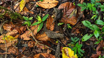 Contrast of Life a Vibrant Green Plants Amidst a Bed of Dry Leaves
