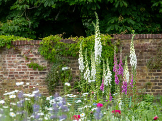 Foxgloves growing in Eastcote House Gardens, historic walled garden in Hillingdon, north west London, UK. Garden is photographed in late May and is planted in a naturalistic style scheme. © Lois GoBe