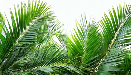 青々としたヤシの木の葉のテクスチャー - トロピカルな雰囲気を演出するフレッシュな緑のオーバーレイ