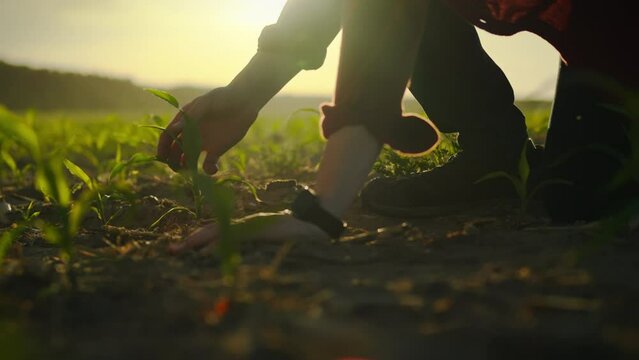 An experienced farmer examines the soil while in a corn field, checking young ears of corn. The process of studying a corn field of young cobs of an agricultural plantation for growing corn crops