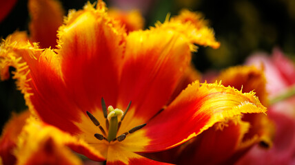 A detailed view of a red and yellow flower with a yellow center