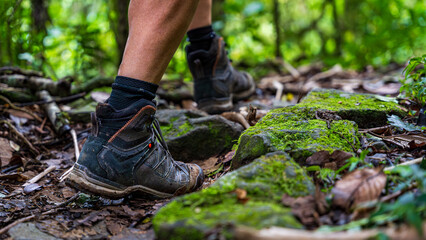 Embarking on a New Journey, a Forest Trail Discovery