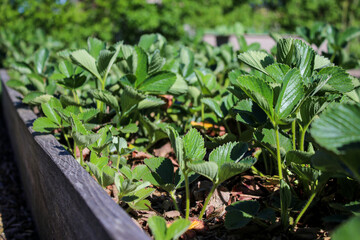 Young strawberry plants growing in a bed in the garden