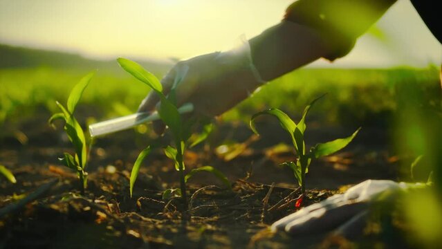 An experienced agronomist fertilizes young corn cobs with organic fertilizers to enhance growth energy. The plantation uses modern methods of growing corn to obtain a good harvest