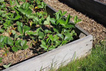 Young strawberry plants growing in a bed in the garden