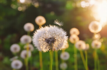 Close Up Dandelion in the Nature