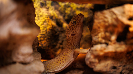 A detailed view of a lizard resting on a stone surface