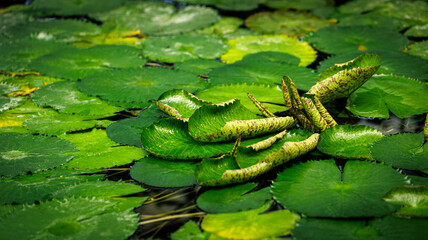 Water lilies gently floating on a tranquil pond a serene scene