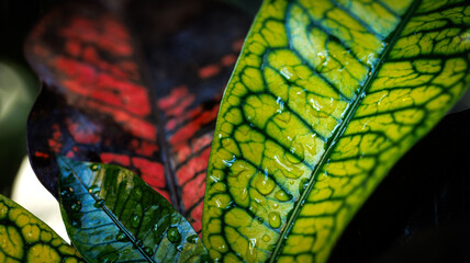 A green and red leaf with water drops on it, natural beauty