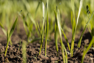 Fototapeta premium new rows of wheat in the field