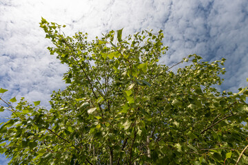 birch tree with green foliage in windy weather