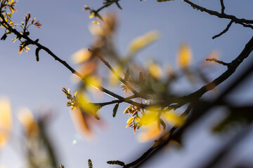 flowering walnut trees in the orchard