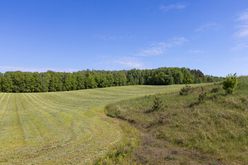 hay harvesting in spring for feeding cows and other farm animals
