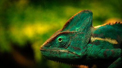 A close up image featuring a chameleon s face set against a green backdrop