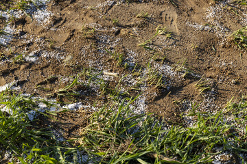 destruction of the wheat crop using a large amount of fertilizers