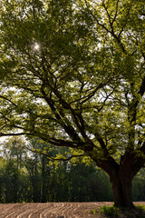 a single growing oak tree in an agricultural field